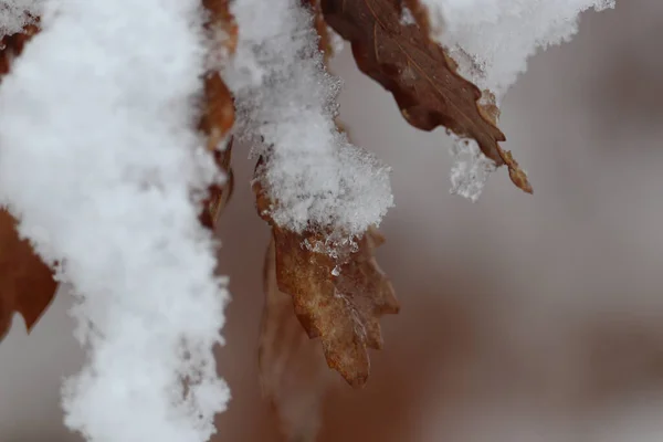 Schnee Und Frost Bedecken Vereiste Landschaften Großbritanniens — Stockfoto