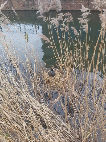 春の太陽の下で押す植物 — ストック写真