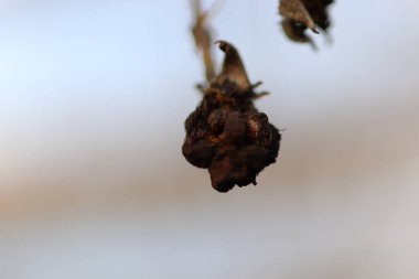 Noel zamanı evin ve bahçenin etrafında bulunan kumaşlar.