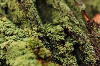 Bahçedeki ve çevresindeki şekiller ve dokular 