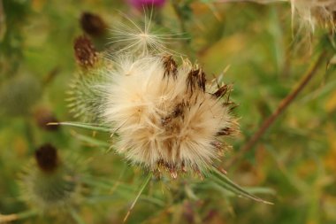 Doğanın ayrıntıları vahşi doğada alınır