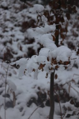 Kar ve buz İngiltere 'nin buzlu manzaralarını kaplamıştı.