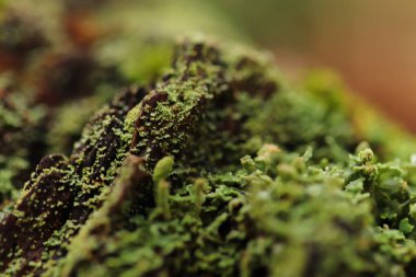 Bahçedeki ve çevresindeki şekiller ve dokular 