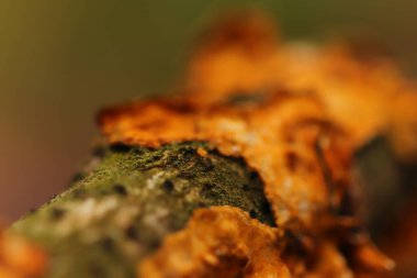 Bahçedeki ve çevresindeki şekiller ve dokular 