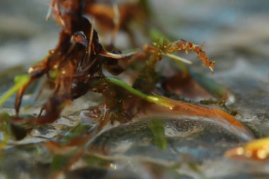 Kar ve buz İngiltere 'nin buzlu manzaralarını kaplamıştı.