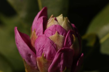 Doğanın ayrıntıları vahşi doğada alınır