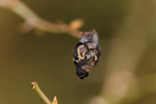 Details Der Natur Freier Wildbahn — Stockfoto