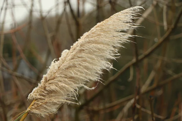 Soğuk bir kış manzarasının sulu dokuları