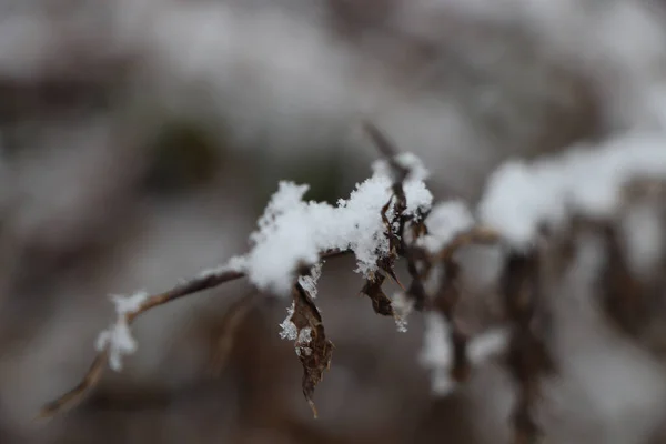 Сніг Мороз Покрили Крижані Краєвиди Британії Вікні — стокове фото