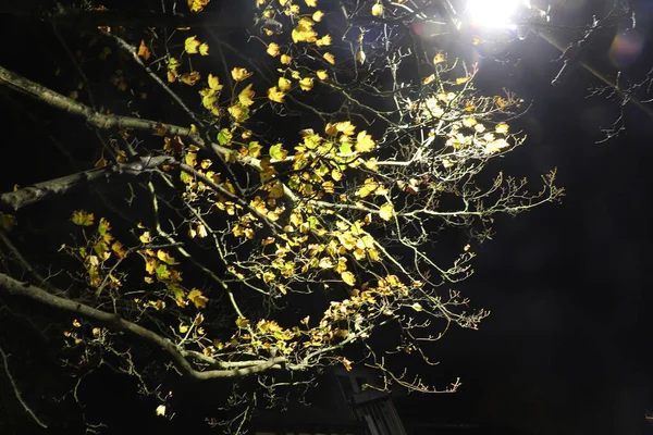 Nachtelijke Wandeling Door Parken Van Hertford — Stockfoto