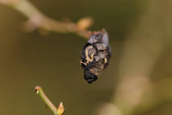 Details Der Natur Freier Wildbahn — Stockfoto