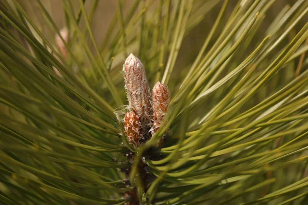 Details Nature Taken Wild — Stock Photo, Image