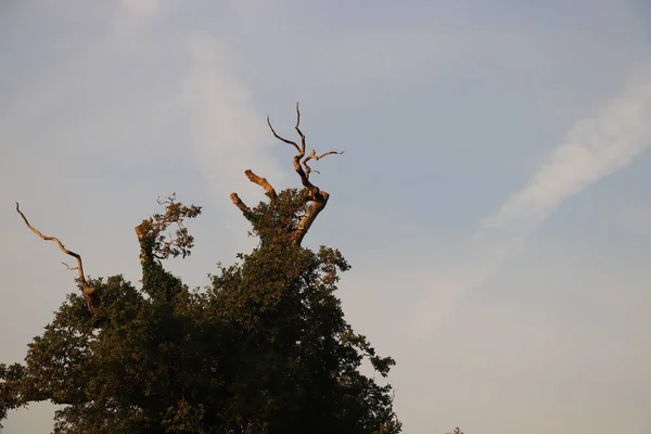 Doğanın Ayrıntıları Vahşi Doğada Alınır — Stok fotoğraf