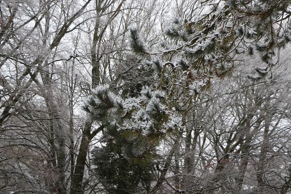 Neve Geada Coberto Paisagens Geladas Grã Bretanha Janela — Fotografia de Stock