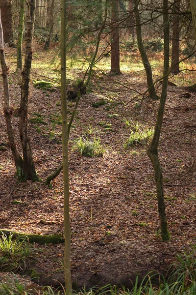 Slaskiga Texturer Ett Kallt Vinterlandskap — Stockfoto