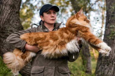 Kollarında bir kadın, sonbaharda ormanda büyük bir rakun kedisi tutuyor..
