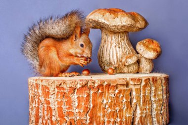 Güzel bir sincap mantarların yanına oturmuş fındık yiyor. İzole edilmiş.