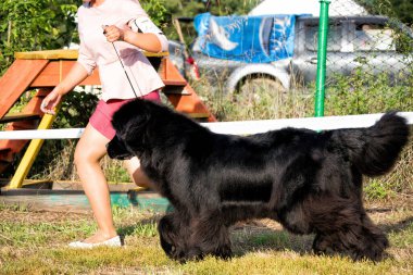 Büyük siyah bir Newfoundland köpeği dışarıda koşuyor..