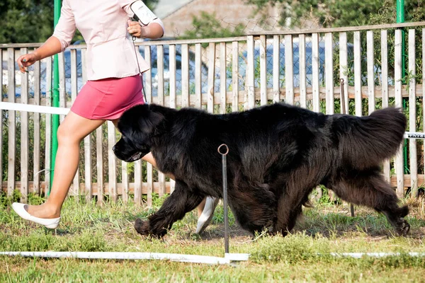 Stor Svart Nyfunnen Hund Som Springer Utanför — Stockfoto