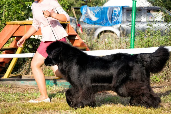 A big black newfoundland dog running outside.