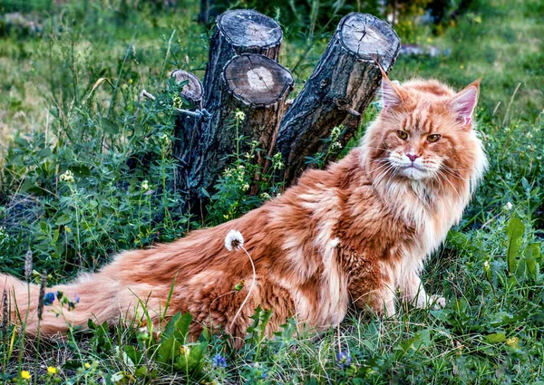 Stor Röd Maine Coon Katt Sitter Vid Stubbar Skogen Sommardagen — Stockfoto