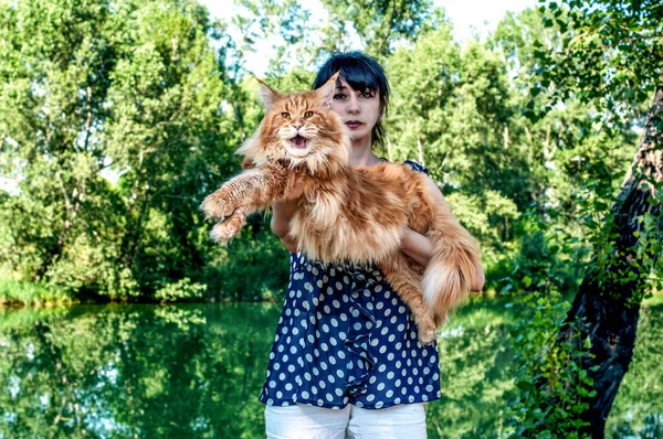 Ein Rot Weißes Maine Coon Kätzchen Den Armen Einer Frau — Stockfoto