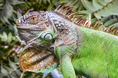 Yeşil arka planda büyük bir iguana kertenkelesi..
