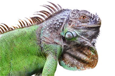 Beyaz arka planda büyük bir iguana kertenkelesi..
