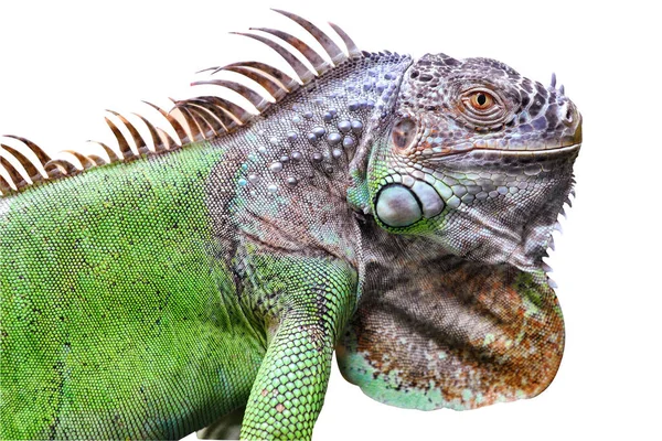 Beyaz arka planda büyük bir iguana kertenkelesi..
