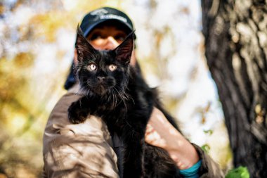 Kara maine rakunu kedi ve sonbahar ormanında bir kız..