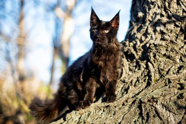 Kara maine rakunu sonbahar ormanında kedi yavrusu. Yumuşak odak.