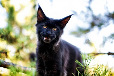 Kara maine rakunu sonbahar ormanında kedi yavrusu. Yumuşak odak.