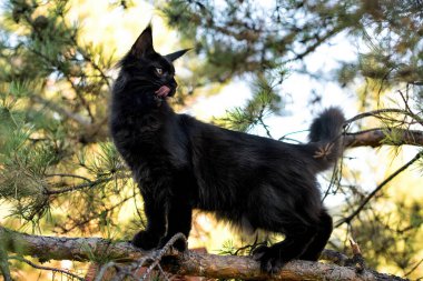 Kara maine rakunu sonbahar ormanında kedi yavrusu. Yumuşak odak.