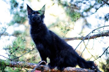 Kara maine rakunu sonbahar ormanında kedi yavrusu. Yumuşak odak.