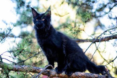 Kara maine rakunu sonbahar ormanında kedi yavrusu. Yumuşak odak.