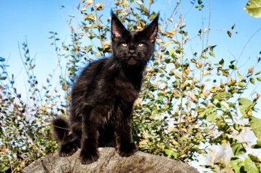 Kara maine rakunu sonbahar ormanında kütük üzerinde. Yumuşak odak.