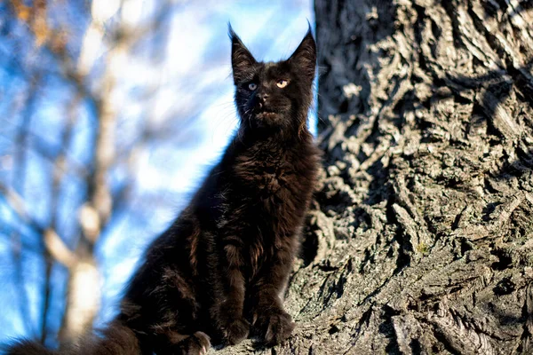 Svart Maine Coon Kattunge Höstskogen Mjuk Inriktning — Stockfoto