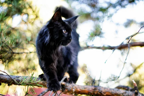 Gatinho Maine Preto Floresta Outono Foco Suave — Fotografia de Stock