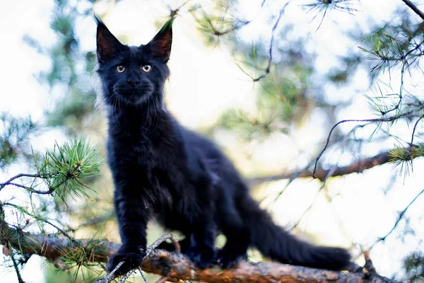 Black Maine Coon Kitten Autumn Forest Soft Focus — Stock Photo, Image