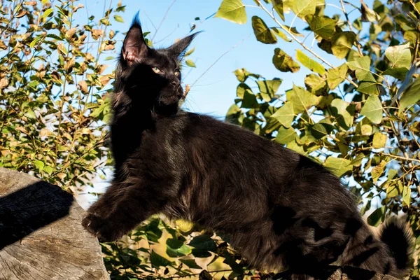 Black Maine Coon Kitten Stump Autumn Forest Soft Focus — Stock Photo, Image