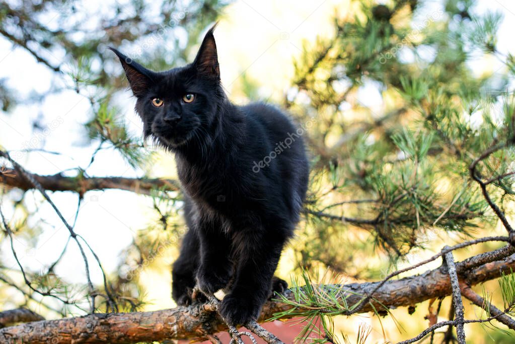 Black maine coon kitten in autumn forest. Soft focus.