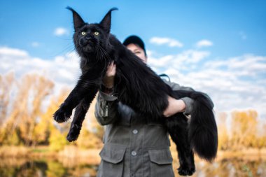 Sonbaharda ormanda kollarında dev bir rakun kedi tutan bir kadın..
