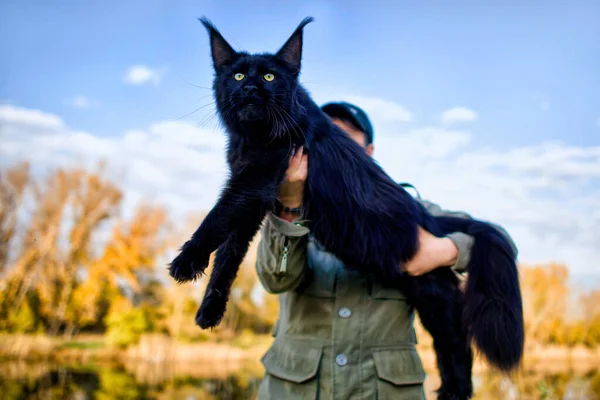Woman Holding Arms Gigantic Maine Coon Cat Forest Fall — Stock Photo, Image