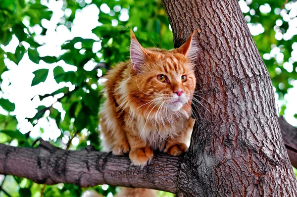 夏の日に森の中に座っている大きな赤い海獣の猫 — ストック写真