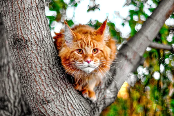 Велика Червона Котяча Кішка Сидить Дереві Лісі Літній День — стокове фото
