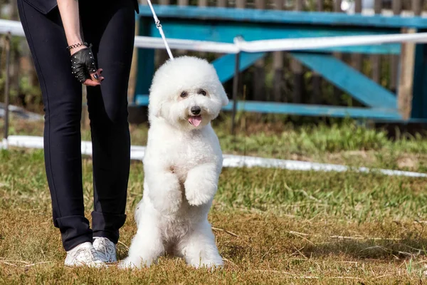 Ein Süßer Weißer Lockiger Bishon Frise Hund Auf Einer Hundeausstellung — Stockfoto