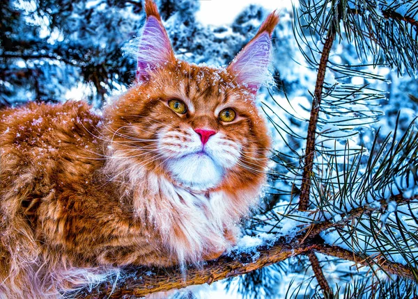 在冬雪的森林里 一只非常漂亮的红白相间的野猫坐在松树上 — 图库照片