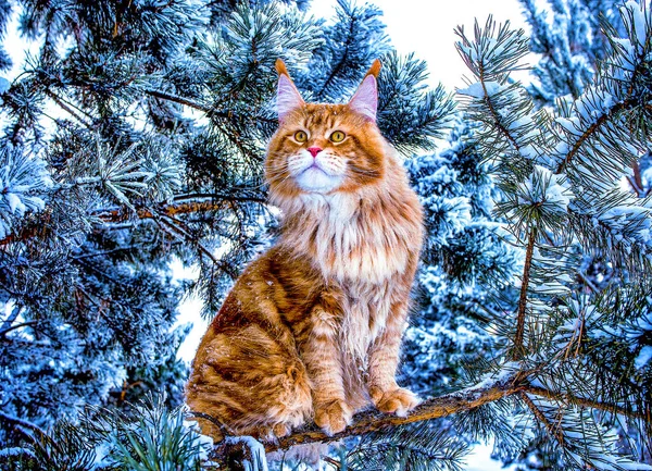 在冬雪的森林里 一只非常漂亮的红白相间的野猫坐在松树上 — 图库照片
