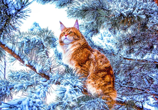 冬の雪の森にある松の木の上に座っている とても素敵な野生の赤と白のメインのカヌー猫 — ストック写真