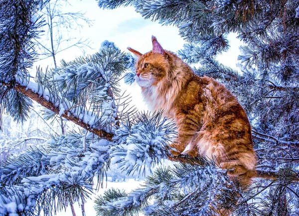 Милая Дикая Красно Белая Кошка Сидящая Сосне Зимнем Заснеженном Лесу — стоковое фото